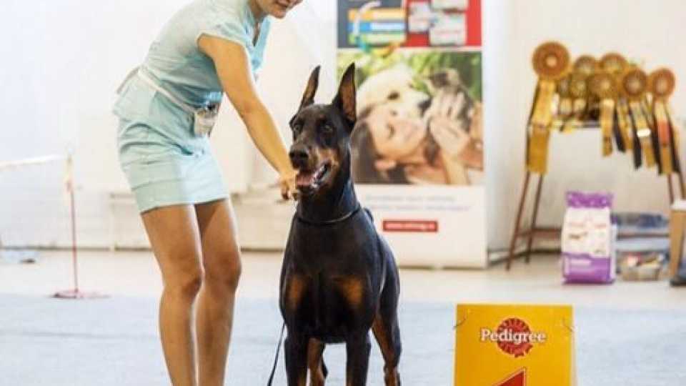 Монопородная выставка собак в Челябинске, 16 августа 2014г